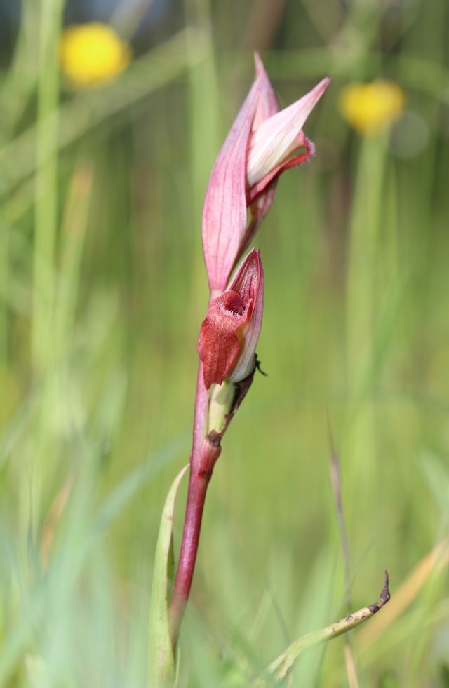 Serapias parviflora e ibridi (Mugello)